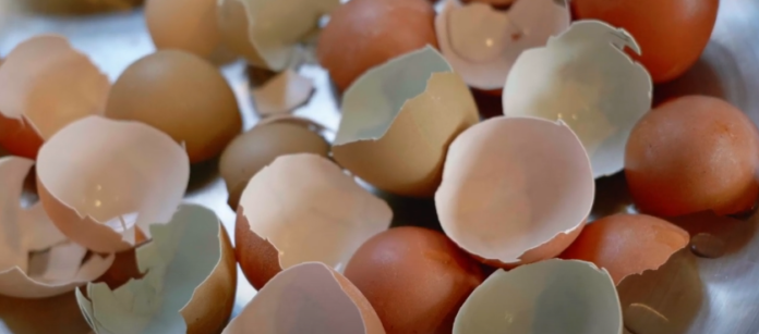 eggshells